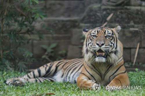 수마트라 호랑이 자료사진[EPA=연합뉴스]